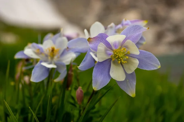 Columbina Floreciente Comienza Desvanecerse Largo Del Lago Alpino Parque Nacional — Foto de Stock