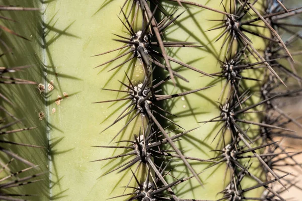 ソノラ砂漠のサガロサボテンの黒い棘のクローズアップ — ストック写真