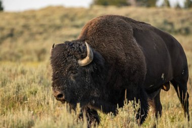 Çamurlu Erkek Bizonun Tüm Vücudu Yellowstone 'da Çimen Tarlasından Sola Yürüyor