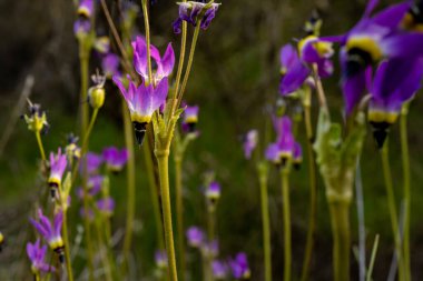 Kayan Yıldız Çiçekleri Kuzey Sahilinde Çayırlarda Çiçek açıyor