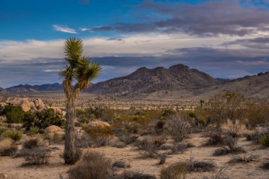 Joshua Tree Ulusal Parkı 'ndaki Minerva Dağı' nın önündeki küçük Joshua Ağacı.