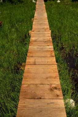 Düz Ahşap Yol Parlak Yeşil Bataklıktan geçiyor Rocky Dağı Ulusal Parkı 'nda