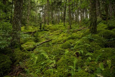 Eğreltiotlarıyla kaplı dik yamaçlar ve yosun örtüsü
