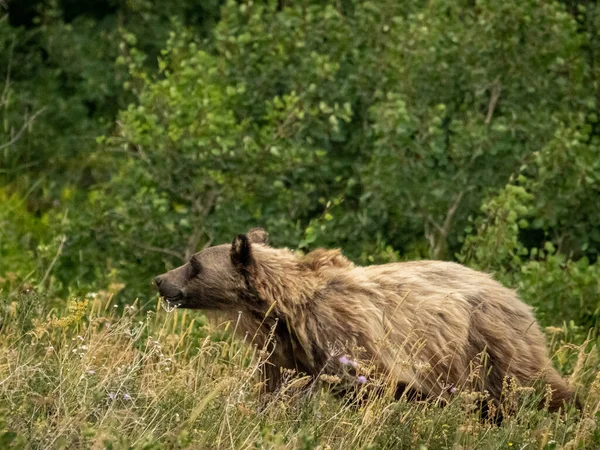 Shaggy Grizzly Bear Cammina Attraverso Erbe Alte Nel Parco Nazionale — Foto Stock