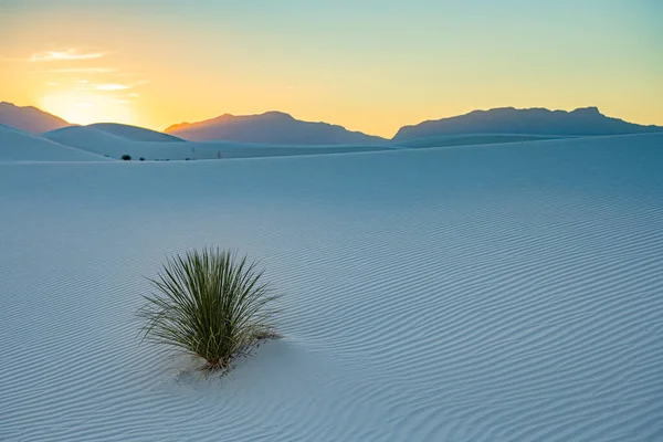 Única Yucca Cresce Lado Uma Suave Duna Areia Branca Pôr — Fotografia de Stock