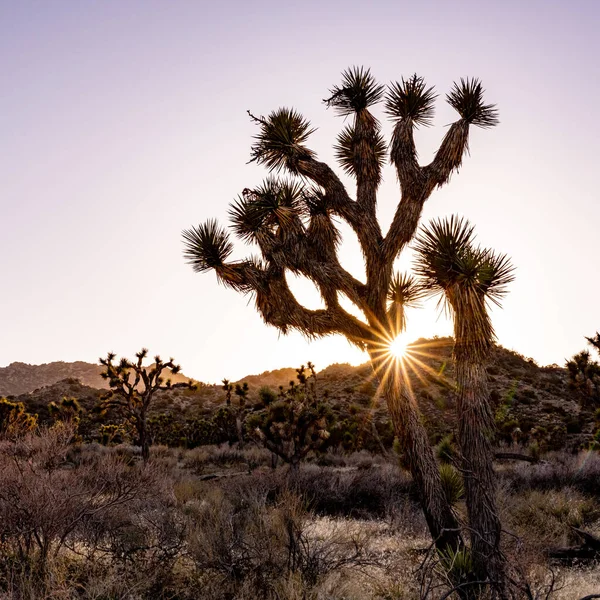 Sonnenbrand Durch Joshua Tree Der Kalifornischen Wüste Einem Ruhigen Tag — Stockfoto