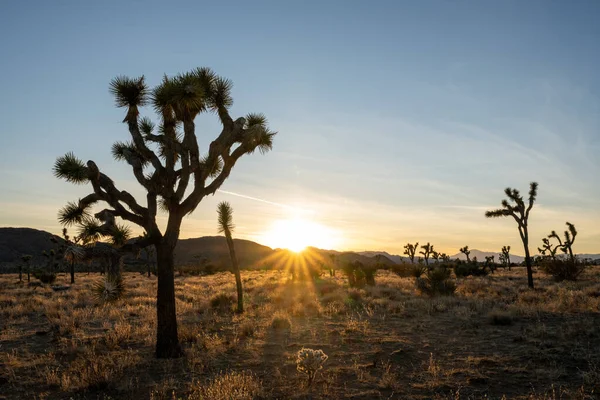 Solnedgång Börjar Bakom Berg Joshua Träd National Park Kalifornien — Stockfoto