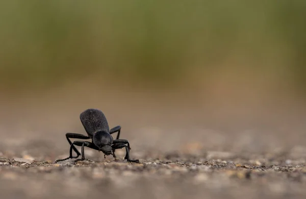 Grandes Caminatas Escarabajos Través Carretera Tranvía Pavimentada Parque Nacional Mesa — Foto de Stock