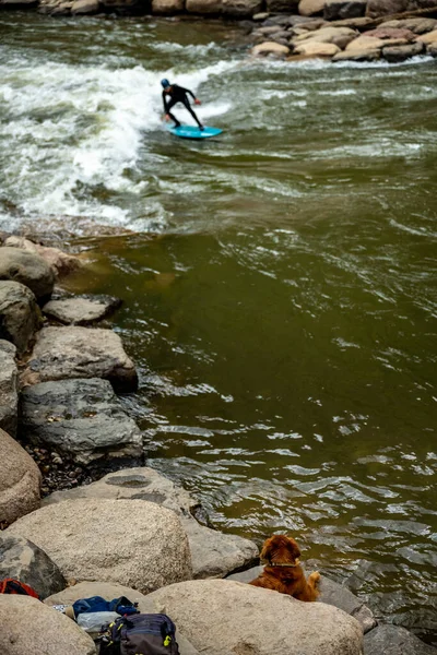 Surfer Rides Rapid Animas River While Dog Looks Shore — Zdjęcie stockowe