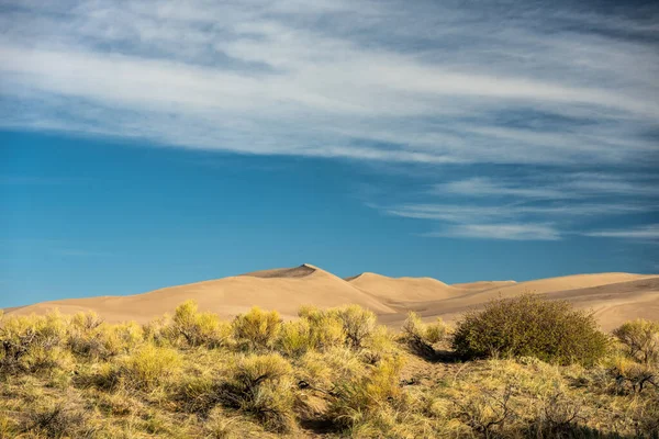 Yellow Grasses Base Great Sand Dunes — Stock fotografie