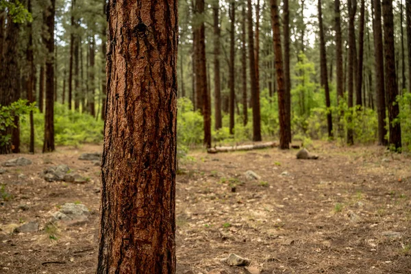 Trees Surround Empty Campsite Forest — Zdjęcie stockowe