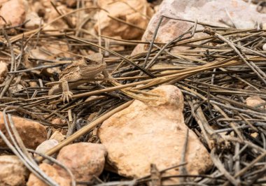 Small Horned LIzard Rests In Dried Pine Needles in Bryce Canyon National Park
