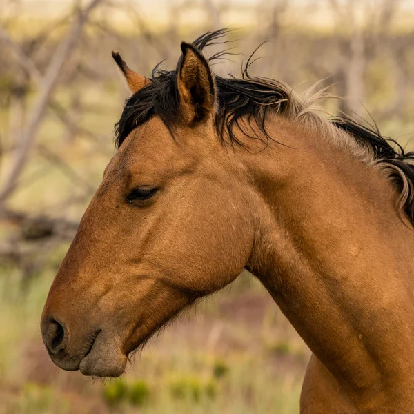 Profile Wild Horse Mesa Verde National Park — Stockfoto