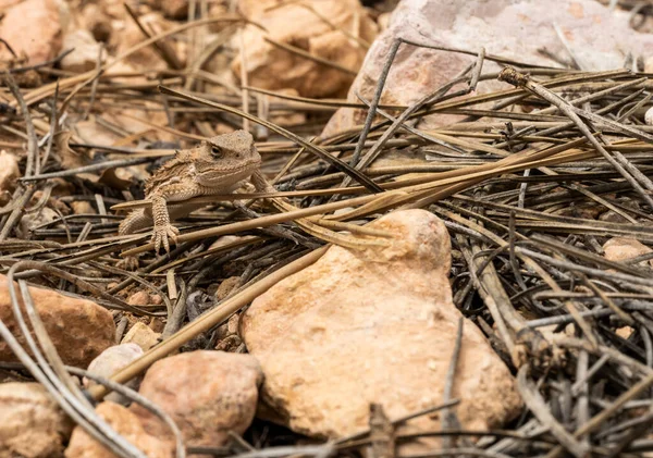 Маленькая Рогатая Ящерица Отдыхает Засушливых Сосновых Иглах Национальном Парке Брайс — стоковое фото