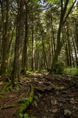 Tall Trees Tower Over Rocky Trail in Great Smoky Mountains National Park