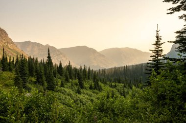 Thin Forest Valley Along Cut Bank Creek Area in Glacier National Park