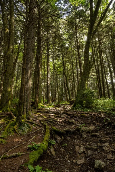 Tall Trees Tower Rocky Trail Great Smoky Mountains National Park — 图库照片