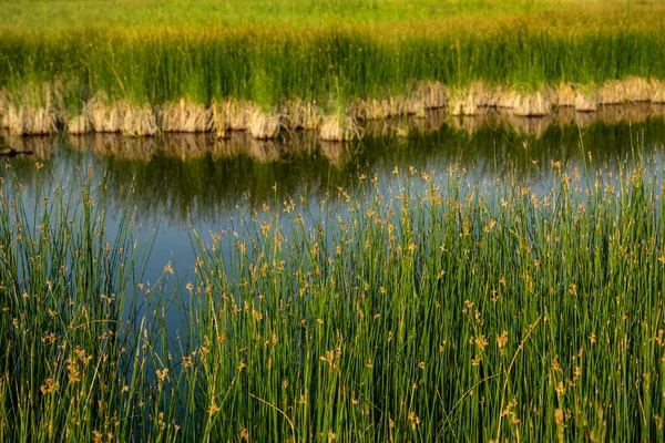 Tall Reeds Grasses Lamar River Yellowstone National Park — Foto de Stock