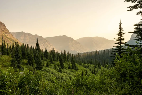 Thin Forest Valley Cut Bank Creek Area Glacier National Park — Foto Stock