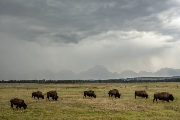 Thunderstorm Looms Grazing Bison Grand Teton National Park — Zdjęcie stockowe
