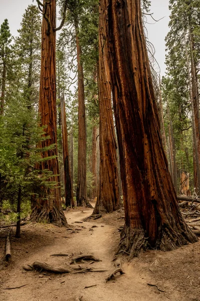 Trail Half Dome Cuts Large Trees Yosemite National Park — Photo