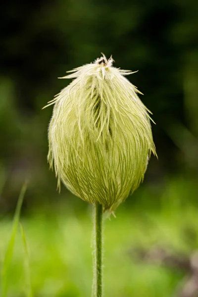 Wet Single Seed Head Anemone Flower Rainy Morning Glacier National — Stock Photo, Image