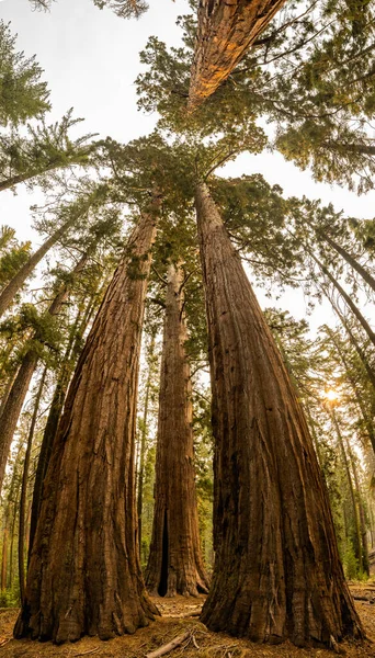Vertical Panorama of Sequoia Trees Reaching Skyward in Yosemite National Park