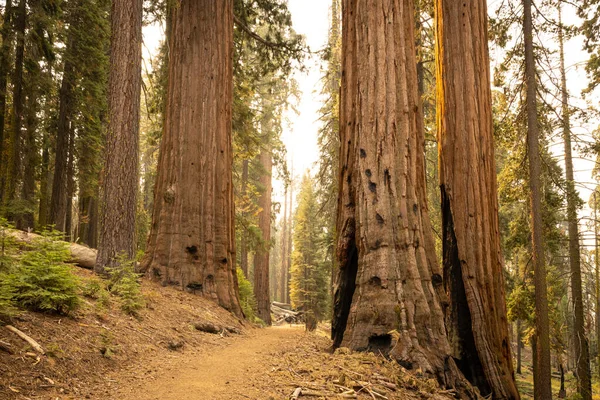 Ευρεία Κοπή Μονοπατιών Μέσω Πολλαπλών Δέντρων Sequoia Στο Εθνικό Πάρκο — Φωτογραφία Αρχείου