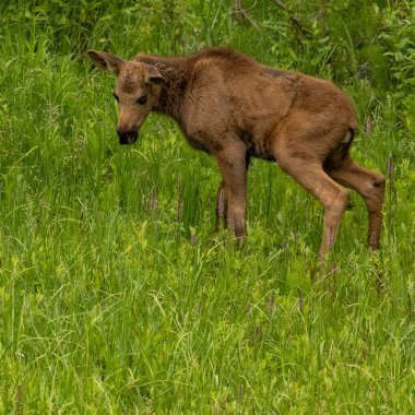 Bashful Baby Moose With Grassy Copy Space square image.dng