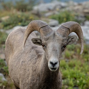 Big Horn Sheep Looks Directly At Camera in Glacier National Park