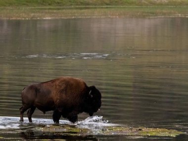 Bison Wades Through The Shallows Of The Yellowstone River