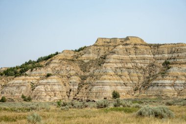 Bison Herd Grazes At The Base of Badlands Formation in Theodore Roosevelt National Park