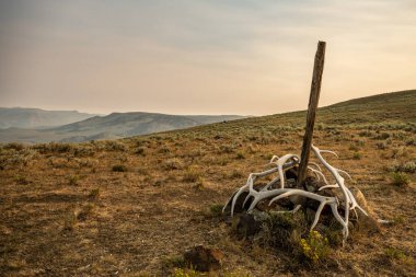 Bleached Elk Antlers Surround Trail Marker Along Specimen Ridge in Yellowstone National Park