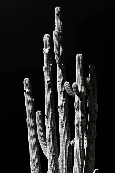 Bird Nest Filled Saguaro Cactus Black White High Contrast — Stockfoto