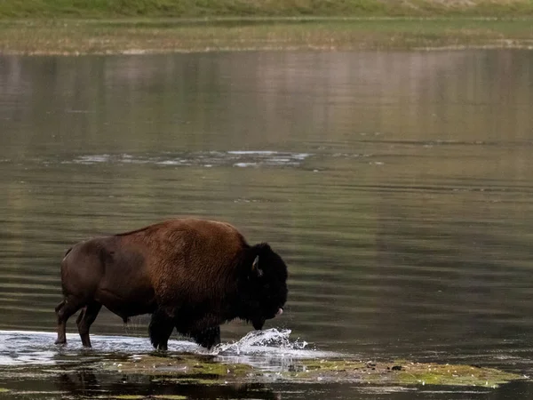 Bison Wades Shallows Yellowstone River — ストック写真