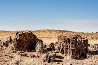Bright Sun Shines Down On Petrified Wood Chunks in Arizona park