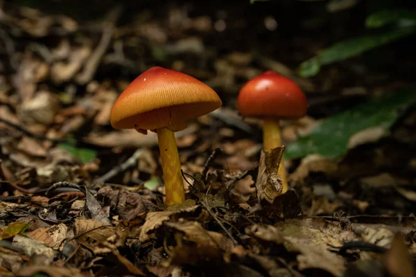 Bright Red Orange Mushroom Stands Forest Floor Tiny Umbrella Great — Foto de Stock