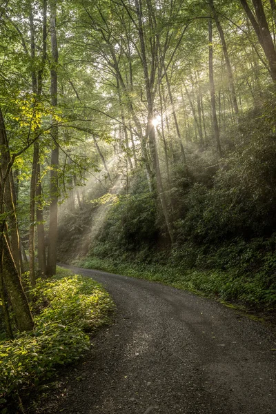 Bright Morning Sun Highlights Thin Fog Balsam Mountain Road Great — Stok fotoğraf
