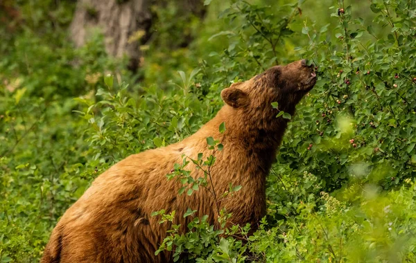 Cinnamon Black Bear Gently Grabs Huckleberries Bush Its Tongue Trail — Foto Stock