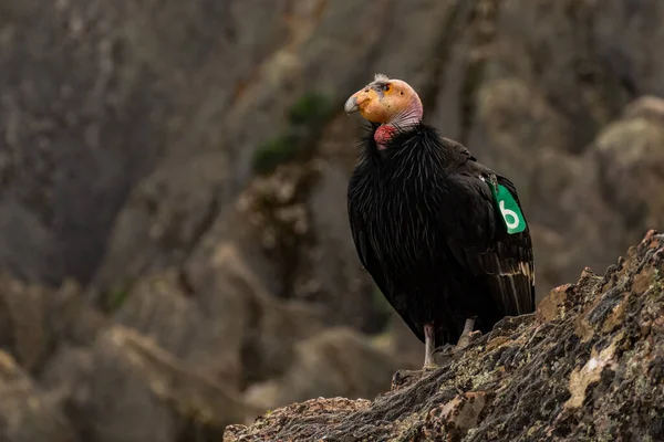 California Condor Feather Stuck Head Looks Left Pinnacles National Park — Stockfoto