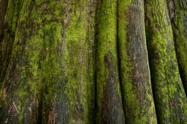 Close Bright Green Moss Bald Cypress Trees Congaree National Park — Stockfoto