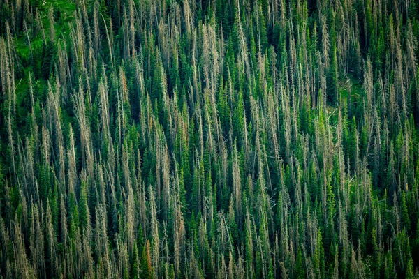 Dying Trees Cover Mountainside Rocky Mountain National Park — Foto de Stock