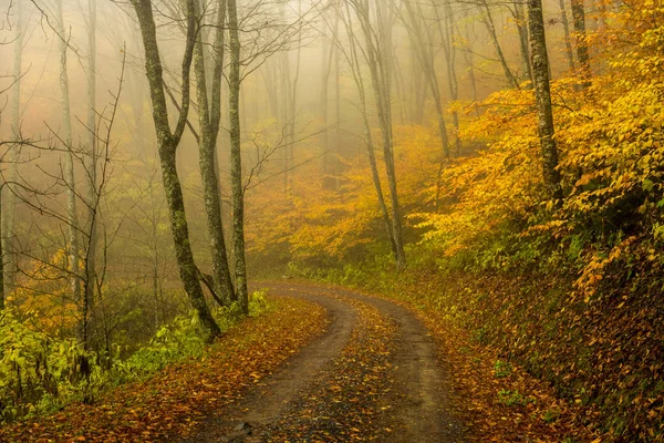 Fall Balsam Mountain Road Fog Great Smoky Mountains National Park — Zdjęcie stockowe