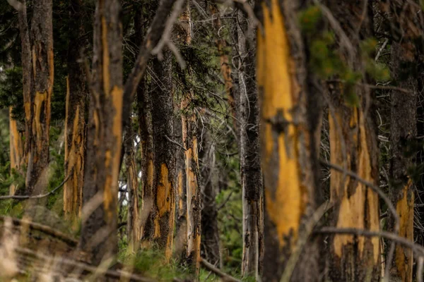 Forest Rubbing Trees Yellowstone National Park — Stock fotografie