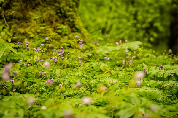 Flowering Wild Geraniums Pop Spring Great Smoky Mountains National Park — Stock fotografie
