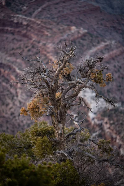 Gnarly Barren Tree Looks Edge Grand Canyon South Rim —  Fotos de Stock