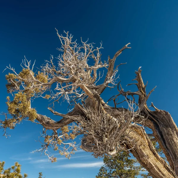 Gnarly Tree Hiking Trail Bryce Canyon National Park — стокове фото