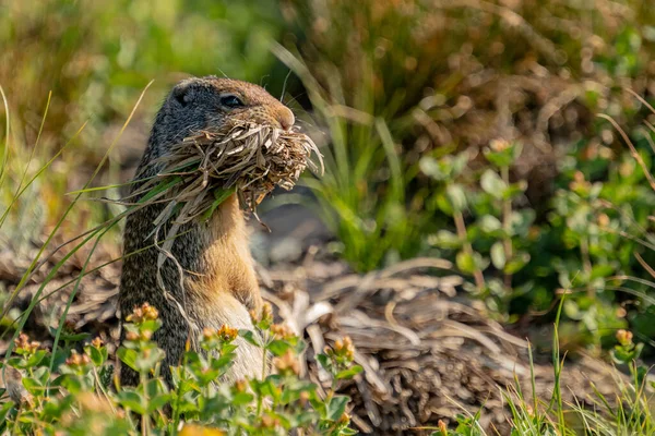 Ground Squirrel Stands Watch Mouth Full Grass Glacier National Park — Fotografia de Stock