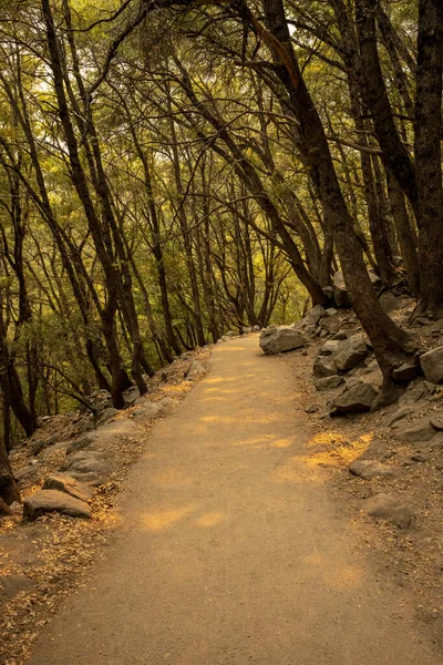 Золотой Свет Падает Сквозь Деревья Тротуаре Национальном Парке Йосемите — стоковое фото
