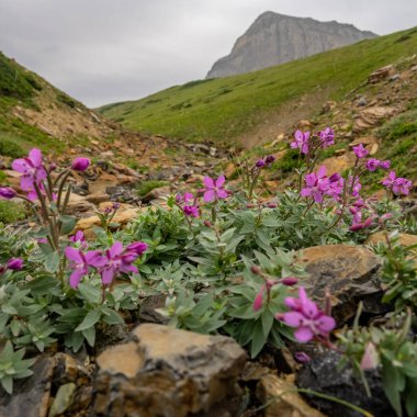 Lewis Monkeyflower Blooms Below Piegan Pass in Glacier National Park